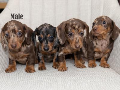 Miniature Smooth Haired Dachshund puppies in Cavan