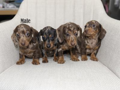 Miniature Smooth Haired Dachshund puppies in Cavan