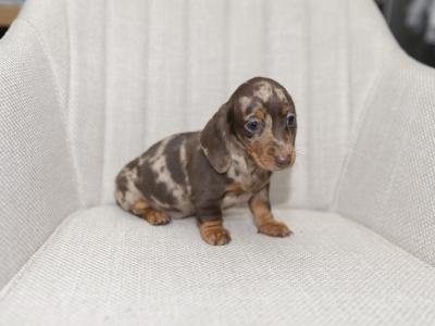 Miniature Smooth Haired Dachshund puppies in Cavan