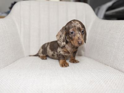 Miniature Smooth Haired Dachshund puppies in Cavan