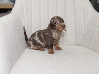 Miniature Smooth Haired Dachshund puppies in Cavan