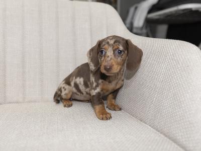 Miniature Smooth Haired Dachshund puppies in Cavan