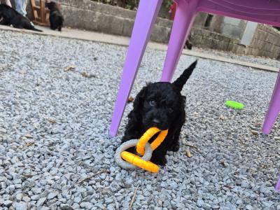 Miniature Sproodle puppies in Cork