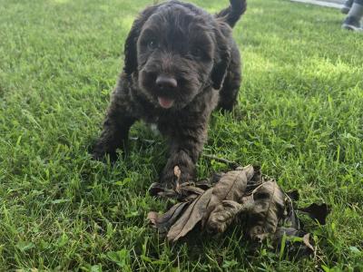 Miniature Sproodle puppies in Cork