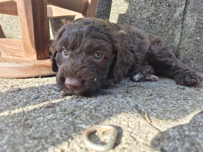 Miniature Sproodle puppies in Cork