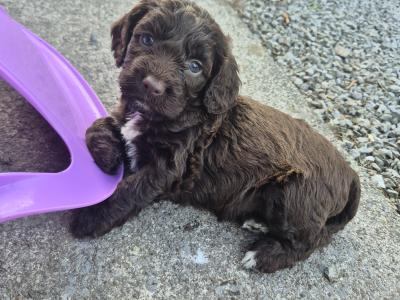 Miniature Sproodle puppies in Cork