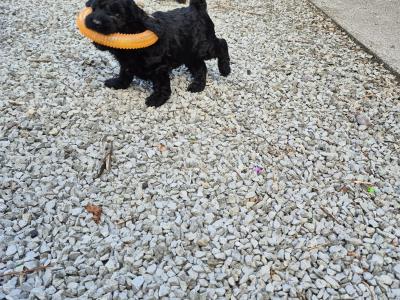 Miniature Sproodle puppies in Cork
