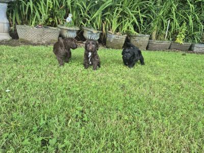 Miniature Sproodle puppies in Cork