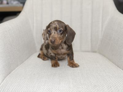 Miniature Smooth Haired Dachshund puppies in Cavan