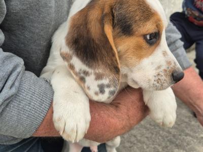 3 male Beagle pups for sale in Galway