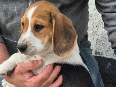 3 male Beagle pups for sale in Galway