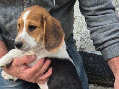 3 male Beagle puppies for sale in Galway