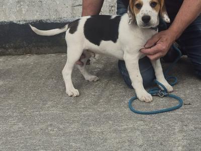 3 male Beagle pups for sale in Galway