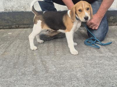 3 male Beagle pups for sale in Galway