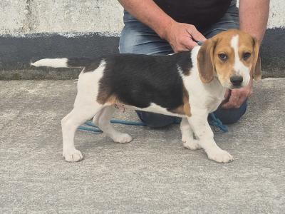 3 male Beagle pups for sale in Galway