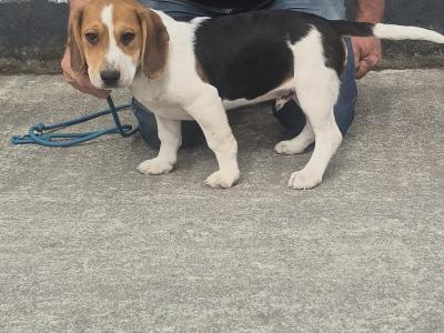 3 male Beagle pups for sale in Galway