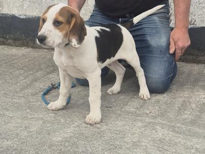 3 male Beagle pups for sale in Galway