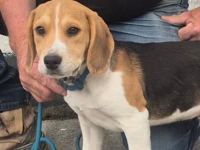 3 male Beagle pups for sale in Galway