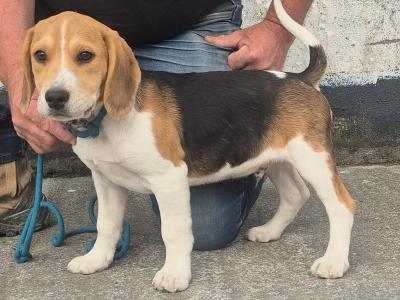 3 male Beagle puppies for sale in Galway