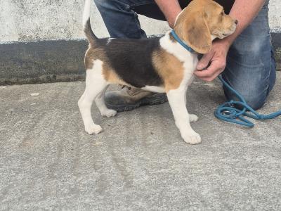 3 male Beagle pups for sale in Galway
