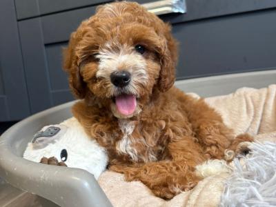 Adorable Cavapoo puppies in Carlow