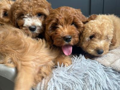 Adorable Cavapoo puppies in Carlow