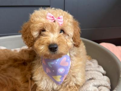 Adorable Cavapoo puppies in Carlow