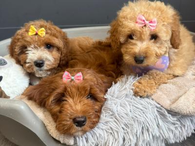 Adorable Cavapoo puppies in Carlow