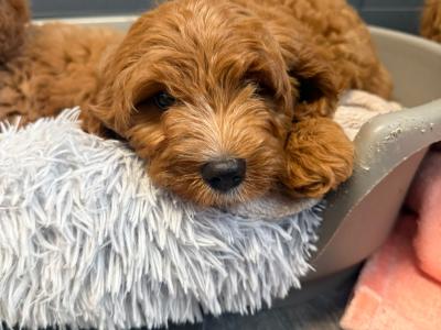 Adorable Cavapoo puppies in Carlow