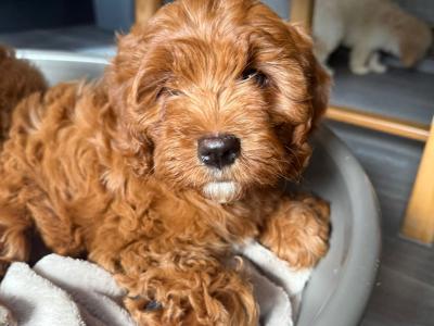 Adorable Cavapoo puppies in Carlow