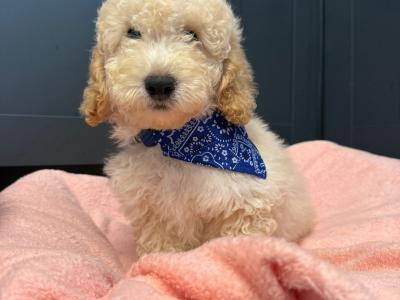 Adorable Cavapoo puppies in Carlow