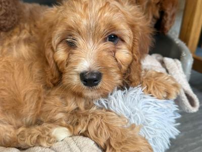 Adorable Cavapoo puppies in Carlow