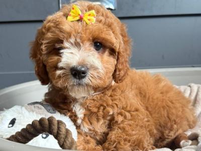Adorable Cavapoo puppies in Carlow