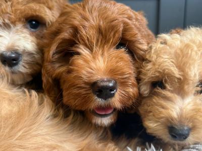 Adorable Cavapoo puppies in Carlow