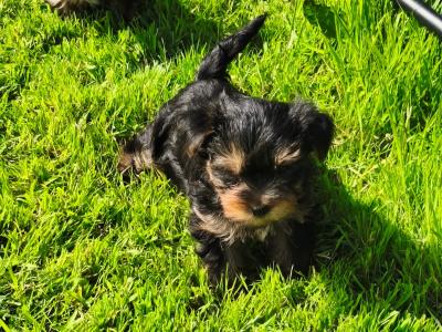Purebred Yorkshire Terrier puppies for sale in Cavan