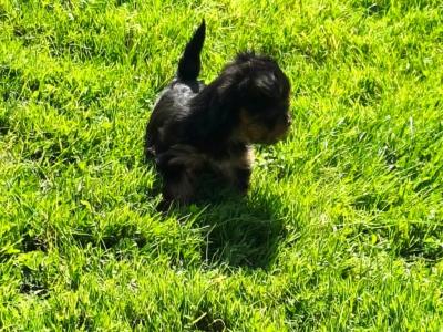 Purebred Yorkshire Terrier puppies for sale in Cavan