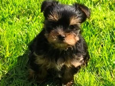 Purebred Yorkshire Terrier puppies for sale in Cavan