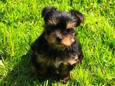 Purebred Yorkshire Terrier puppies for sale in Cavan