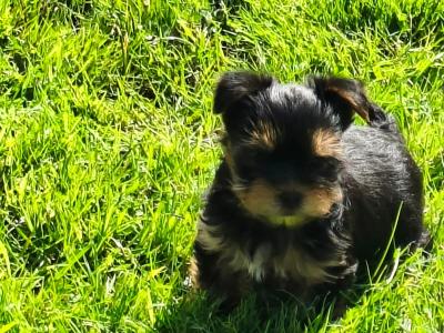 Purebred Yorkshire Terrier puppies for sale in Cavan