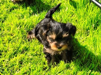 Purebred Yorkshire Terrier puppies for sale in Cavan