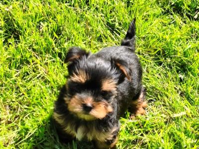 Purebred Yorkshire Terrier puppies for sale in Cavan