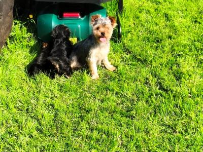 Purebred Yorkshire Terrier puppies for sale in Cavan