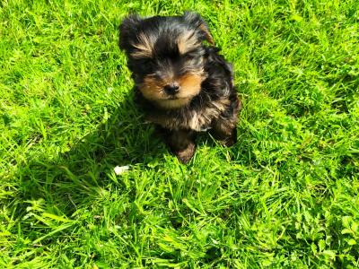 Purebred Yorkshire Terrier puppies for sale in Cavan