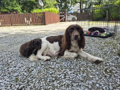 Miniature Sproodle puppies in Cork