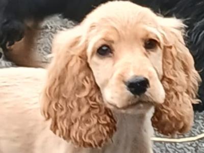 Cocker Spaniel puppies in Kilkenny