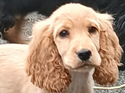 Cocker Spaniel puppies in Kilkenny