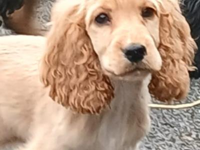 Cocker Spaniel puppies in Kilkenny