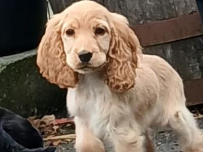Cocker Spaniel puppies in Kilkenny