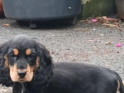 Cocker Spaniel puppies in Kilkenny
