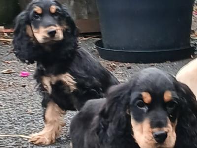 Cocker Spaniel puppies in Kilkenny